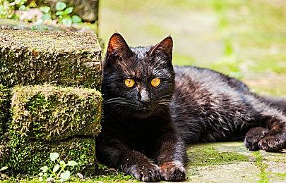 《宝可梦传说：阿尔宙斯》新截图 开启冒险新旅程